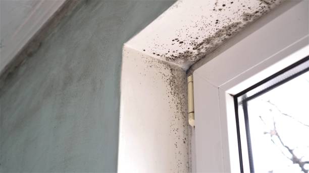 Best Crawl Space Mold Remediation in Ciborne, LA