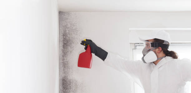 Best Localized Mold Remediation (e.g., coastal areas, humid climates) in Ciborne, LA