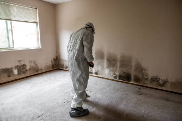 Best Residential Mold Remediation in Ciborne, LA
